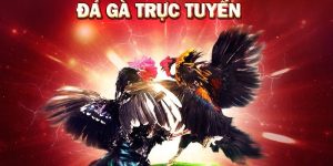 Đá gà casino trực tiếp tại Kubet77 - Giải Trí Thăng Hoa