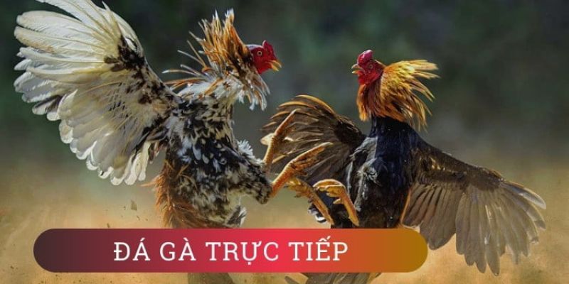 Bí kíp chơi đá gà casino trực tiếp dễ giành chiến thắng